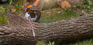 Best Lawn Maintenance Plans  in Ceres, CA