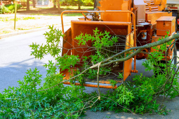 How Our Tree Care Process Works  in  Ceres, CA