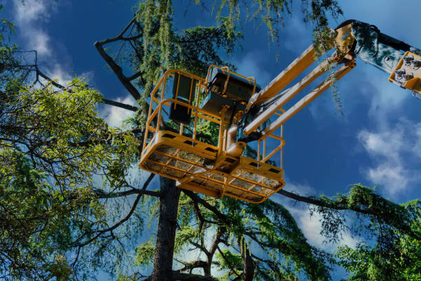 Best Palm Tree Trimming  in Ceres, CA