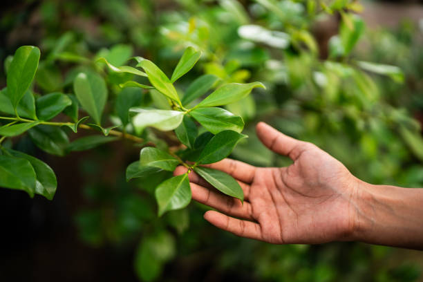 Best Pest Control for Lawns  in Ceres, CA