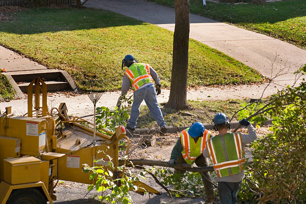 Best Lawn Irrigation Installation and Maintenance  in Ceres, CA