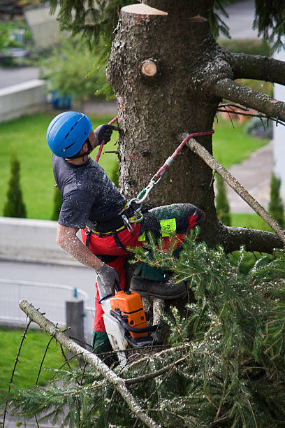 Best Hedge Trimming  in Ceres, CA