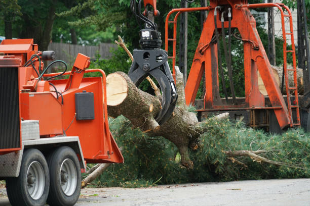 Best Storm Damage Tree Cleanup  in Ceres, CA