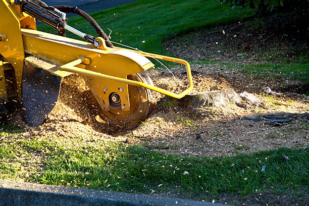 Best Soil Testing and Treatment  in Ceres, CA