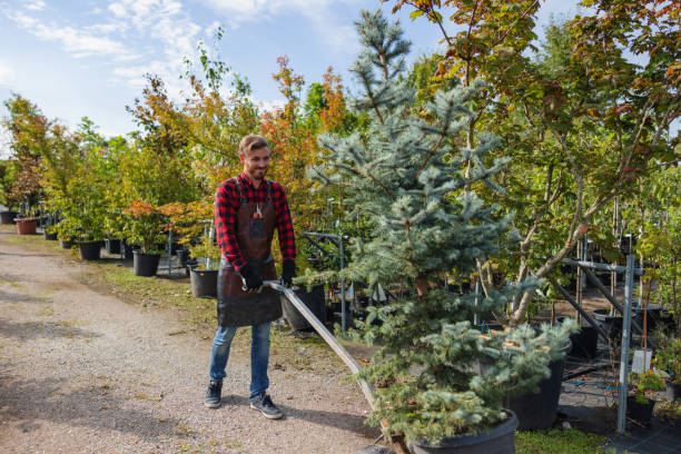Best Tree Maintenance Programs  in Ceres, CA