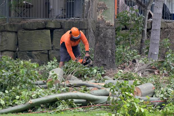 Best Hazardous Tree Removal  in Ceres, CA